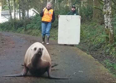 Oficiales se enfrentan a león marino para liberar camino en EU
