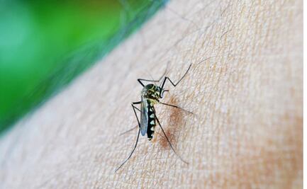Covid-19 ¿Piquete de mosco puede transmitir el virus?