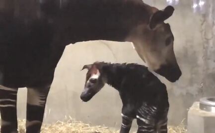 Video. Okapi da sus primeros pasos en Zoológico de Cincinnati