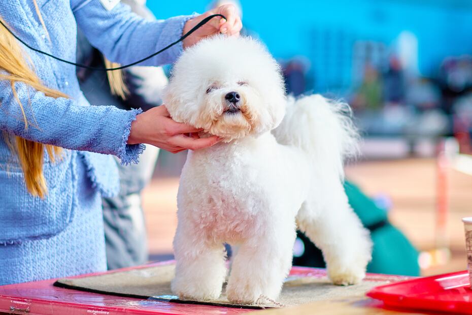 8 mejores razas de perros para personas alérgicas; abrázalos sin miedo a los efectos. Foto: iSTOCK-Ihar Halavach