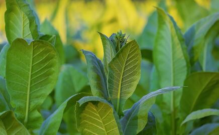 Francia investiga si la nicotina es capaz de 'frenar' el coronavirus