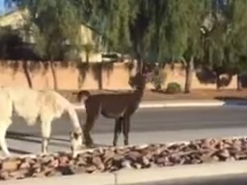 Video. Llamas escapan de casa y sorprenden a habitantes de Las Vegas