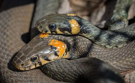 Hallan a hombre muerto en su casa con centenar de serpientes