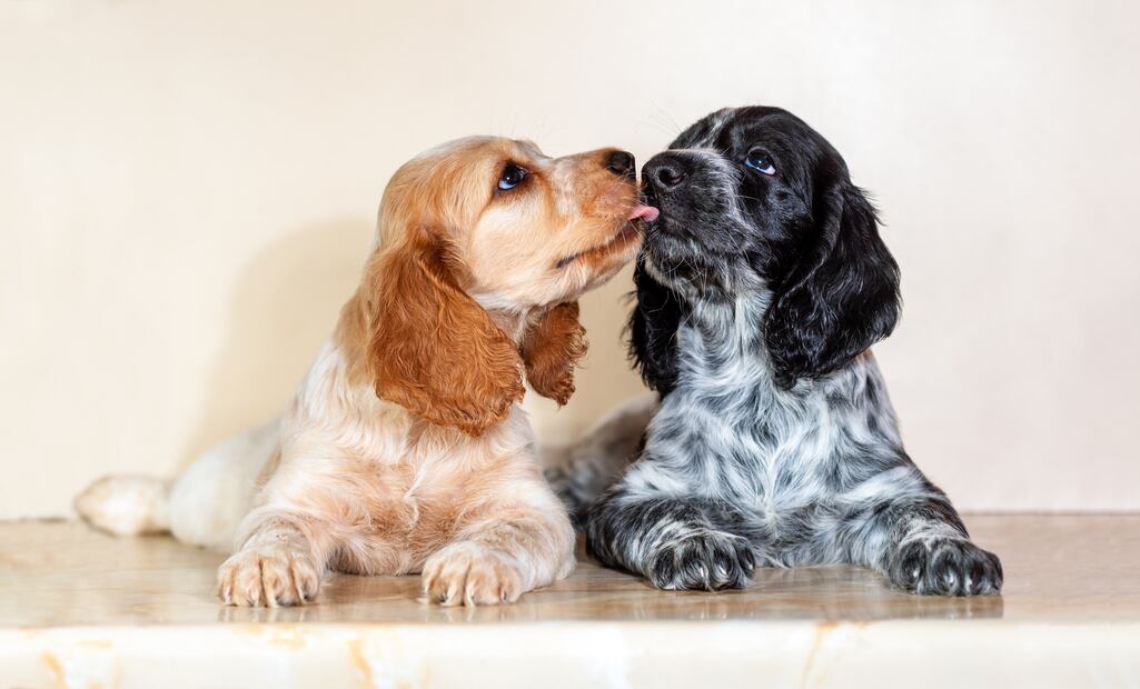 ¿Cuáles son más flojos? Según la ciencia, estas 8 razas de perros son las más dormilonas. Foto: iSTOCK-Zoya2222