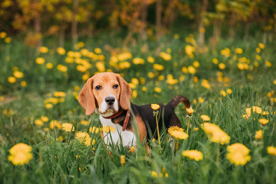 8 razas de perros más saludables y con menos probabilidades de enfermar. Foto: iSTOCK-MariaKuznecova