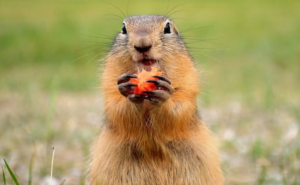 Video. Captan a marmota comiendo pizza en una casa de Pensilvania
