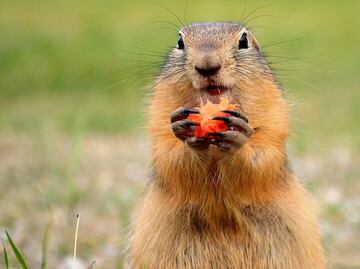 Video. Captan a marmota comiendo pizza en una casa de Pensilvania