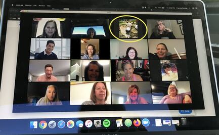 Granja de Carolina del Norte renta a sus animales para videoconferencias 