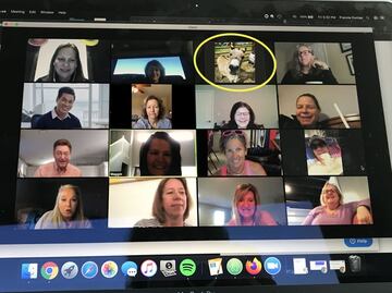 Granja de Carolina del Norte renta a sus animales para videoconferencias