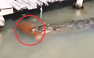 Perro muere tras ataque de cocodrilo en reserva de Tulum; video genera polémica