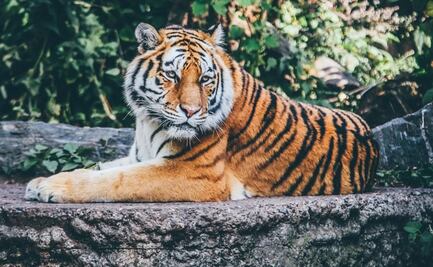 Chile, el primer país de Latinoamérica en vacunar a animales contra Covid-19