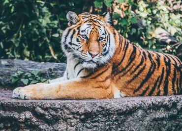 Chile, el primer país de Latinoamérica en vacunar a animales contra Covid-19