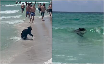 Viral. Oso bebé sorprende a turistas en playa de Florida