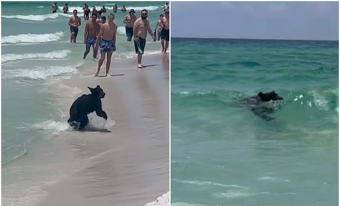Captan a oso nadando en playas de Florida. Foto tomada de video