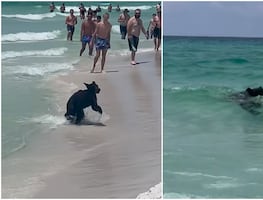 Viral. Oso bebé sorprende a turistas en playa de Florida