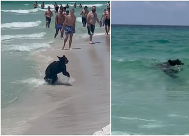 Viral. Oso bebé sorprende a turistas en playa de Florida