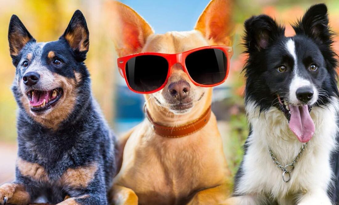 8 razas de perros más saludables y con menos probabilidades de enfermar. Foto: iSTOCK