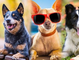 8 razas de perros más saludables y con menos probabilidades de enfermar