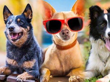 8 razas de perros más saludables y con menos probabilidades de enfermar