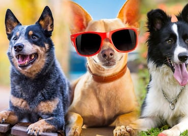8 razas de perros más saludables y con menos probabilidades de enfermar