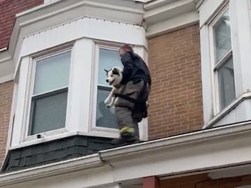 Video. Rescatan a perro husky atrapado en techo de casa en EU