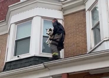 Video. Rescatan a perro husky atrapado en techo de casa en EU