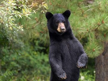 Mujer de Minnesota muere por ataque de oso negro