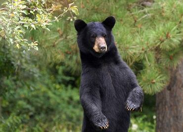 Mujer de Minnesota muere por ataque de oso negro