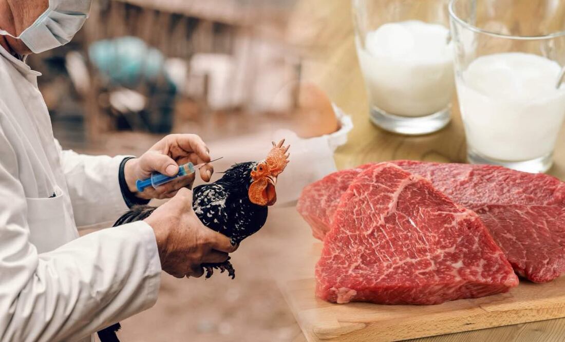 Detectan gripe aviar en leche de vacas infectadas en Estados Unidos. Foto: iSTOCK