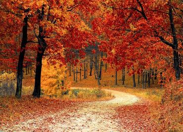 Los mejores paseos en auto para disfrutar del follaje otoñal en EU