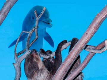 Delfines del Acuario de Texas reciben visitante sorpresa durante cuarentena