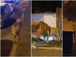 Video. Captan a león causando pánico en la calle tras escaparse de un circo