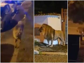 Video. Captan a león causando pánico en la calle tras escaparse de un circo