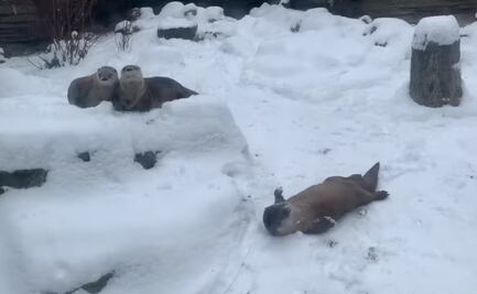 Nutrias jugando en la nieve causan sensación en zoológico de Nueva York