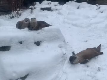 Nutrias jugando en la nieve causan sensación en zoológico de Nueva York