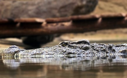Caimán ataca a mujer que cayó a un canal en Florida