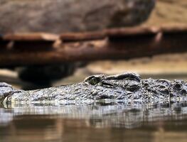 Caimán ataca a mujer que cayó a un canal en Florida