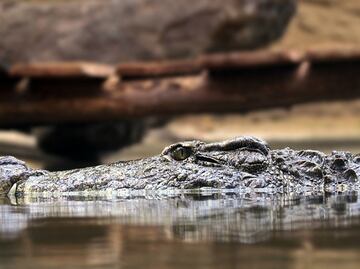 Caimán ataca a mujer que cayó a un canal en Florida