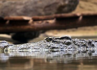 Caimán ataca a mujer que cayó a un canal en Florida