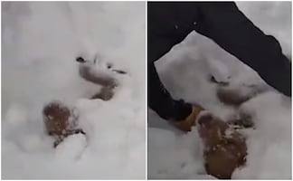 Video. Jóvenes rescatan a perrito de mortal avalancha en Colorado 