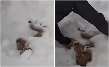 Video. Jóvenes rescatan a perrito de mortal avalancha en Colorado 
