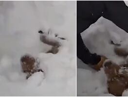 Video. Jóvenes rescatan a perrito de mortal avalancha en Colorado