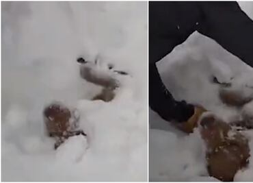 Video. Jóvenes rescatan a perrito de mortal avalancha en Colorado