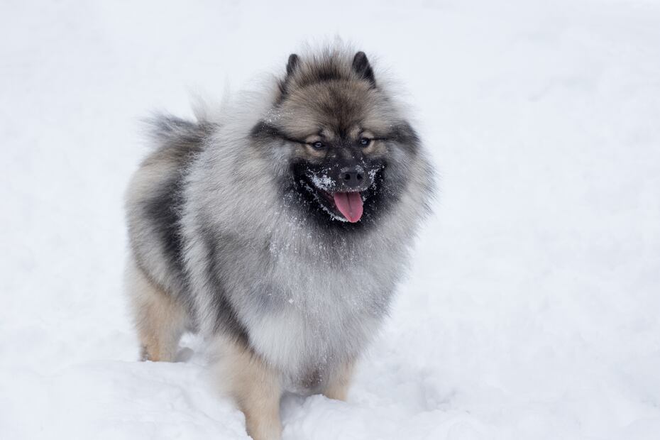6 razas de perros que aman el clima frío y lo soportan mejor. Foto: iSTOCK-SergeyTikhomirov