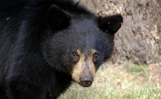 Oso ataca a mujer luego de que su perro persiguió a su cría en Vermont