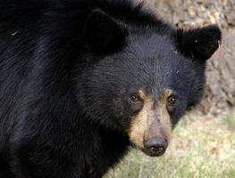 Oso ataca a mujer luego de que su perro persiguió a su cría en Vermont