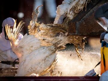 Registra China primera muerte por gripe aviar H3N8 en el mundo; esto dice la OMS