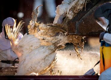 Gripe aviar: Sacrifican 1.3 millones de aves en granja de huevos de Ohio por brote
