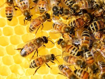 Muere hombre tras ser atacado por enjambre de abejas en Texas