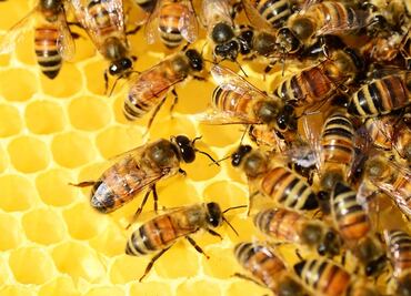 Muere hombre tras ser atacado por enjambre de abejas en Texas